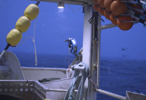Fishing Skrei in Berlevåg in Norway