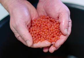 A hand helds up small fish roe
