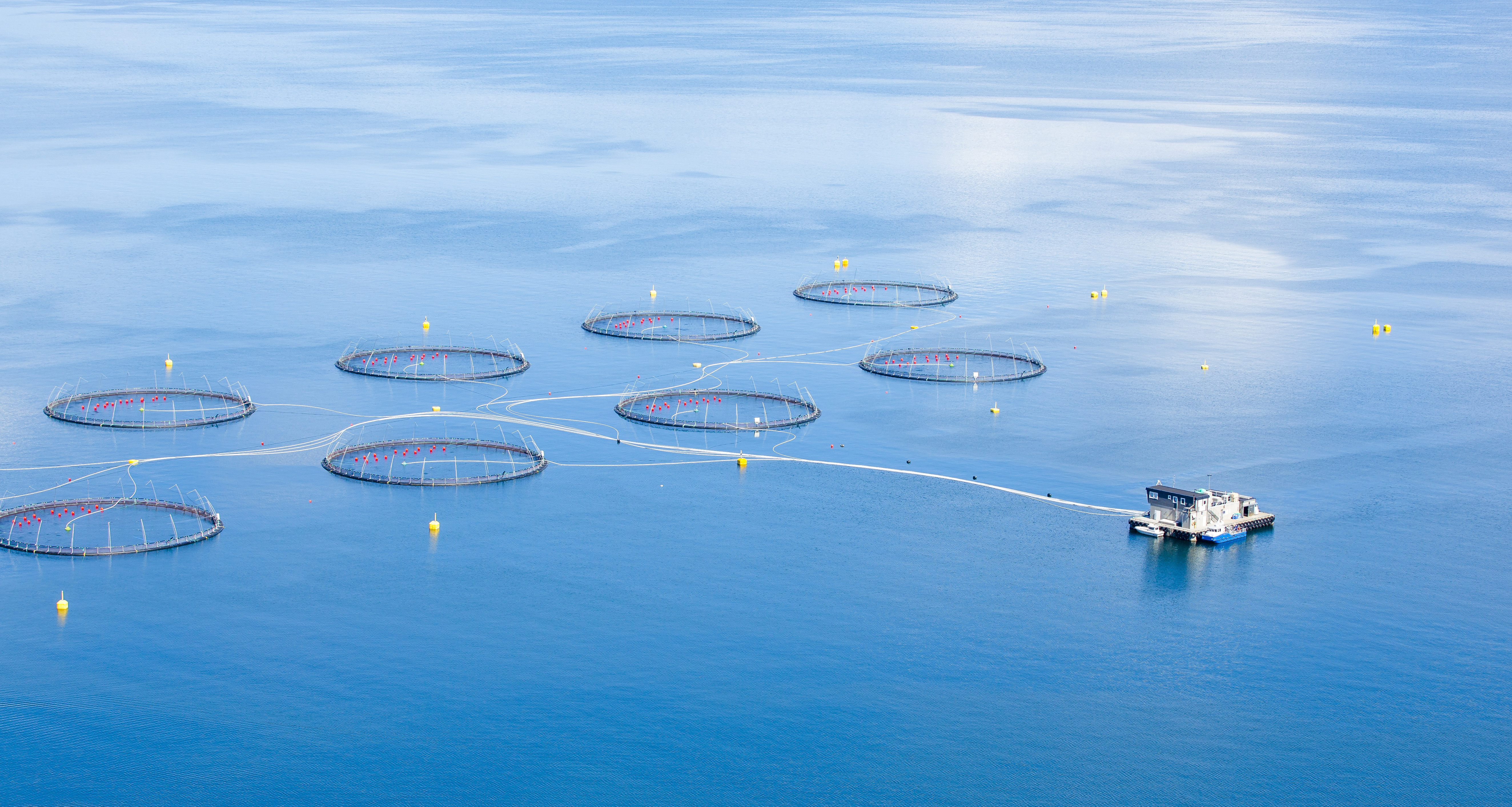 Making Seafood Production More Sustainable